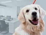 È legale portare il cane in ufficio?