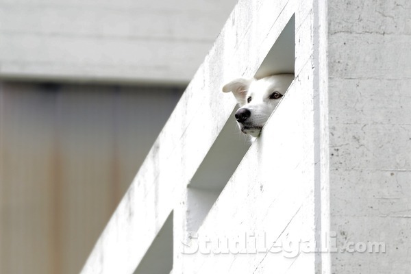 Lasci il tuo cane sul balcone? Può essere reato