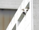 Lasci il tuo cane sul balcone? Può essere reato
