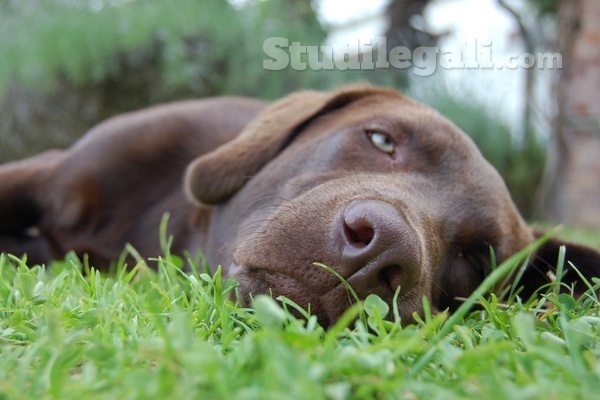 Tutela del cane abbandonato in giardino