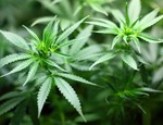 Legislazione sulla coltivazione della cannabis in Italia