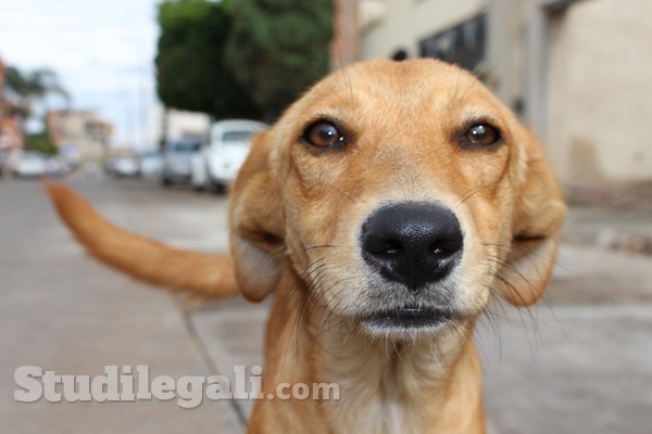 Dare da mangiare agli animali randagi: è possibile vietarlo?