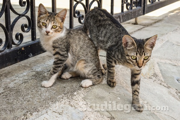 Prendersi cura dei gatti randagi nelle zone comuni del condominio: è possibile?