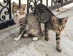Prendersi cura dei gatti randagi nelle zone comuni del condominio: è possibile?