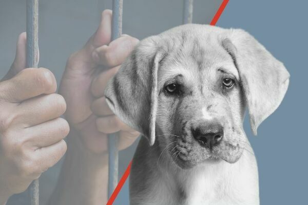 Tenere un cane legato a una catena è reato di maltrattamento