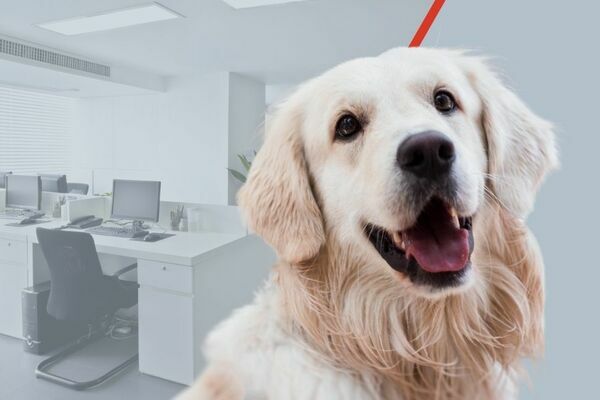 legale portare cane in ufficio italia studilegali