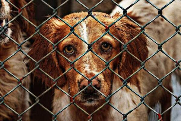 Far vivere i propri animali domestici in un’abitazione piccola e sporca integra un reato!